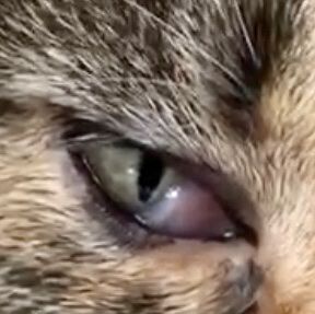 Katze Auge Verletzt